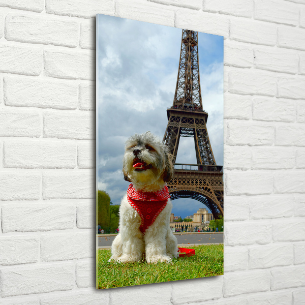 Foto auf glas vertikales Ein Hund in Paris
