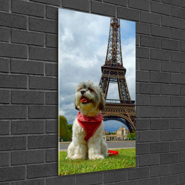 Foto auf glas vertikales Ein Hund in Paris