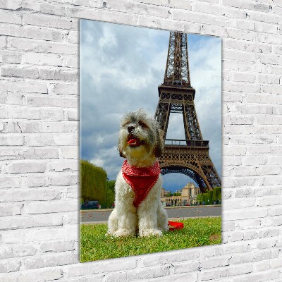 Foto auf glas vertikales Ein Hund in Paris