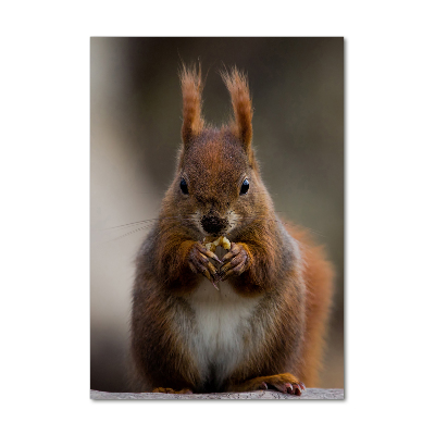 Foto auf glas vertikales Eichhörnchen