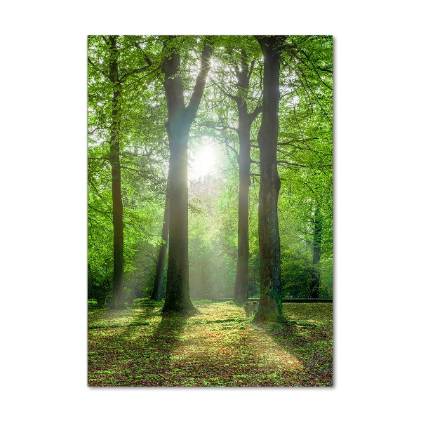 Foto auf glas vertikales Die Sonne im Wald