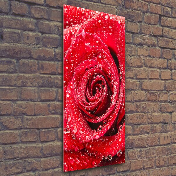 Glasbild vertikales Rote Rose