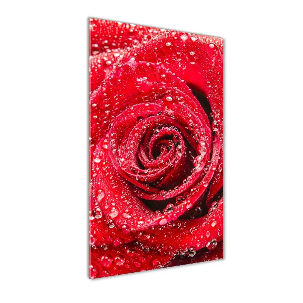 Glasbild vertikales Rote Rose