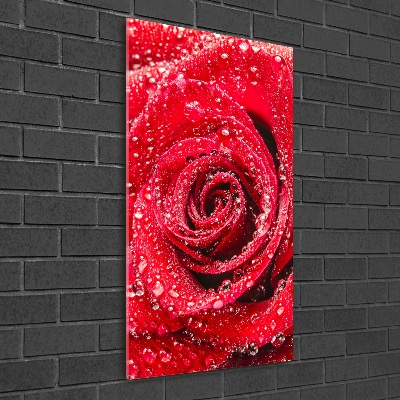 Glasbild vertikales Rote Rose