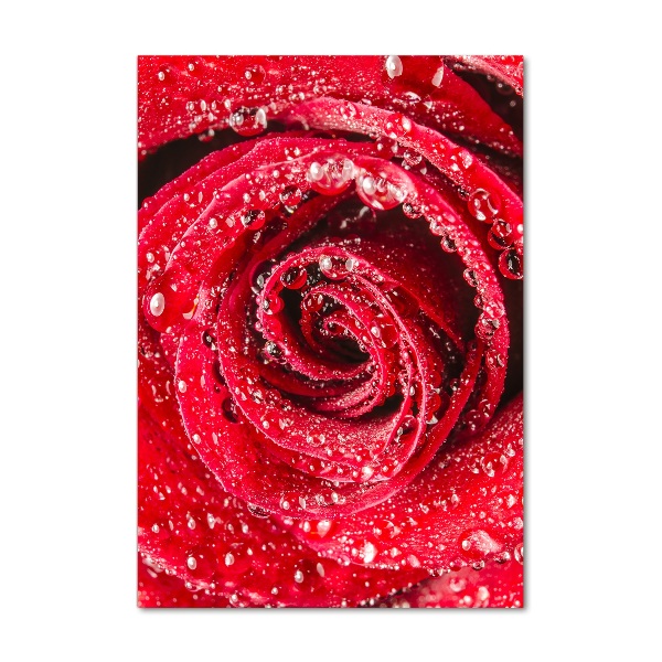 Glasbild vertikales Rote Rose