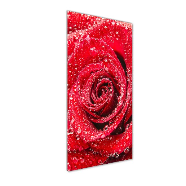 Glasbild vertikales Rote Rose