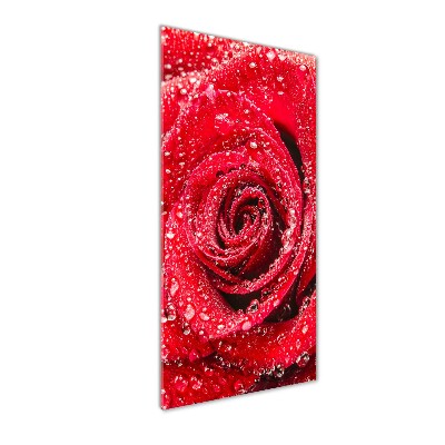 Glasbild vertikales Rote Rose
