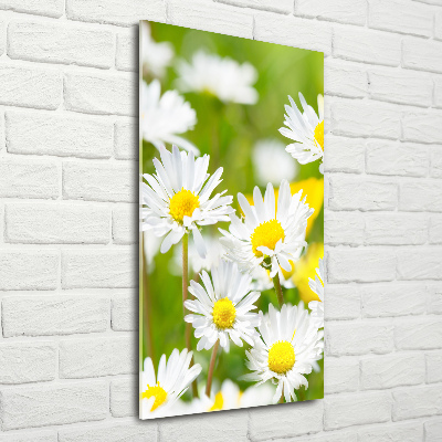 Bild aus glas vertikales Gänseblümchen