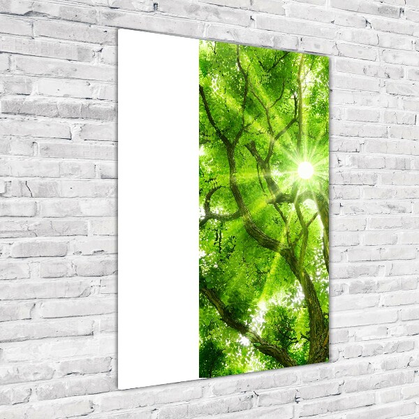 Glasbild vertikales Baumkrone