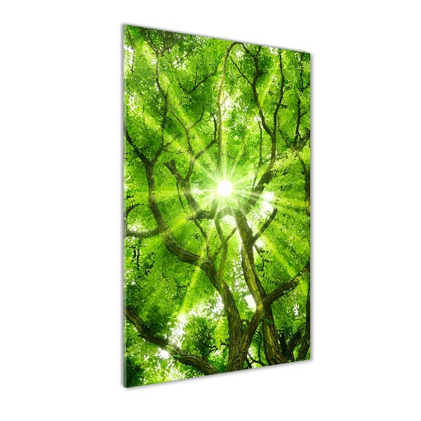 Glasbild vertikales Baumkrone