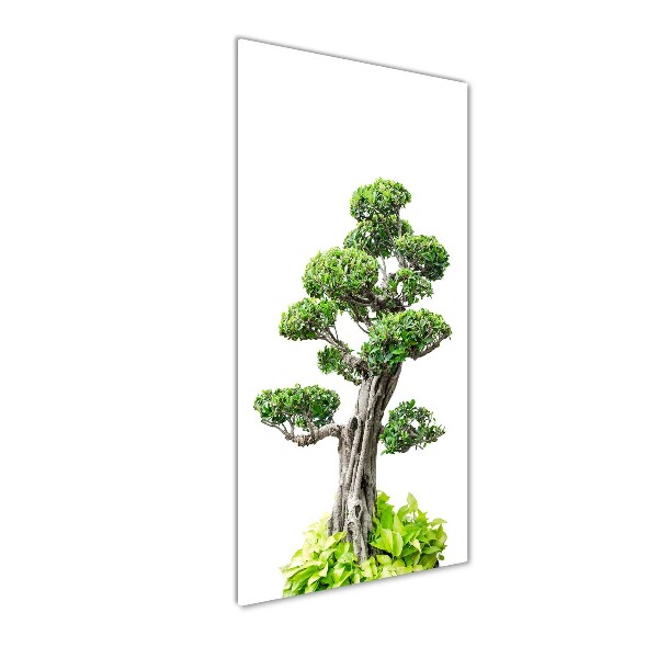 Foto auf glas vertikales Bonsai-Baum