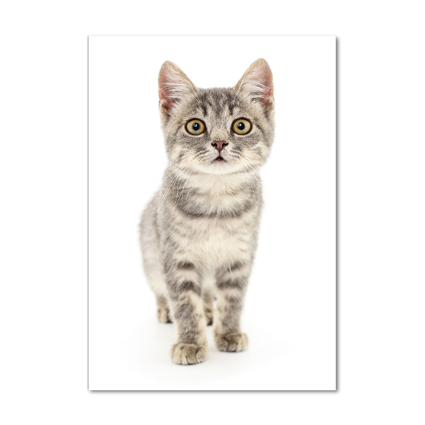 Foto auf glas vertikales Graue Katze