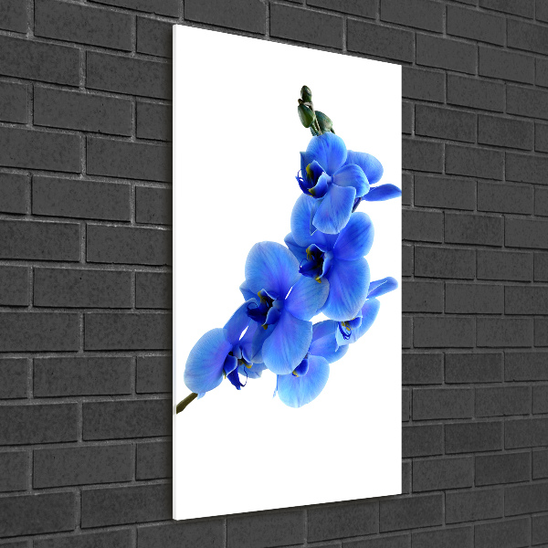 Foto auf glas vertikales Blaue Orchidee