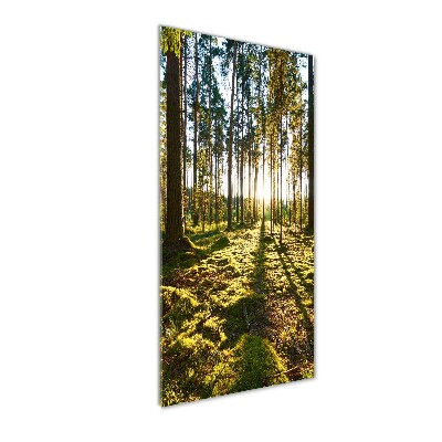 Bild aus glas vertikales Kiefernwald