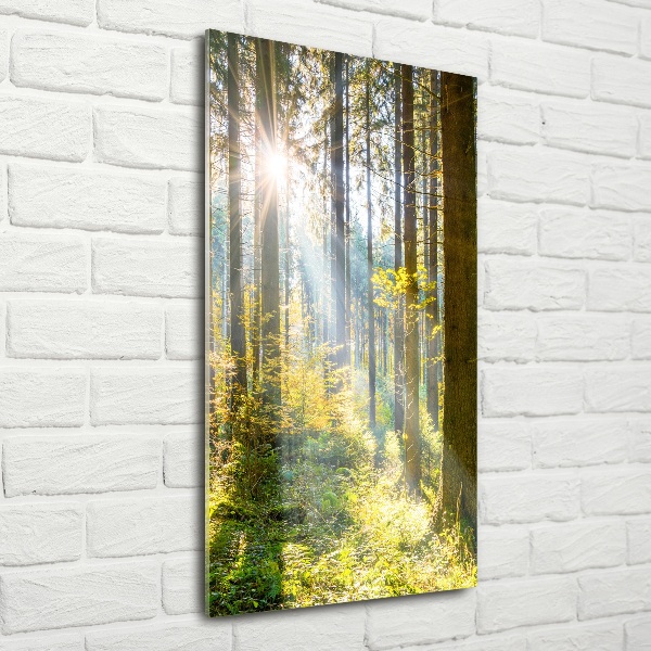 Glasbild vertikales Die Sonne im Wald