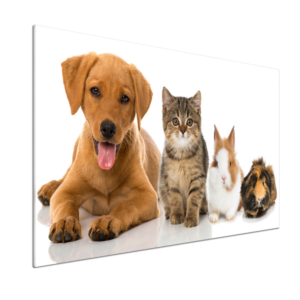 Platte für Küchenrückwand Hund und Katze