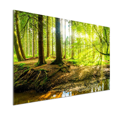 Glasrückwand für die küche Sonnenstrahlen im Wald