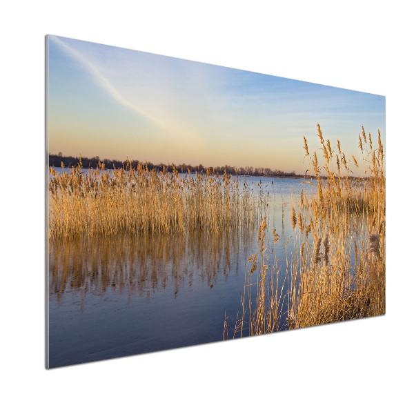 Glasrückwand für die küche Schilfrohr