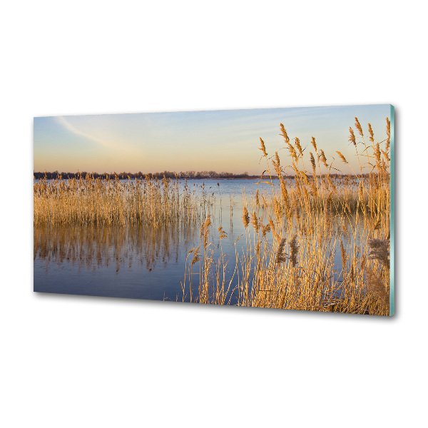 Glasrückwand für die küche Schilfrohr