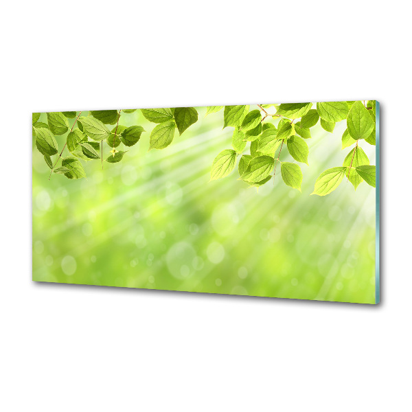 Glasrückwand für die küche Blätter