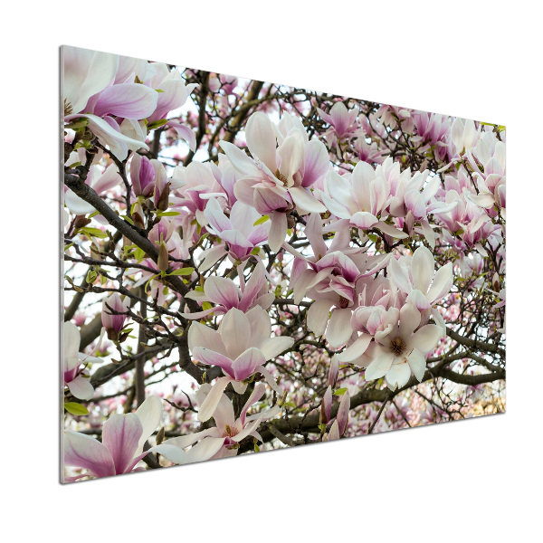 Glasrückwand für die küche Magnolienblüten