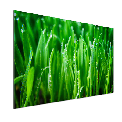 Platte für Küchenrückwand Gras