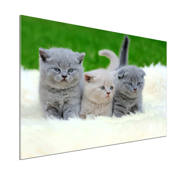 Platte für Küchenrückwand Drei Katzen auf einer Decke