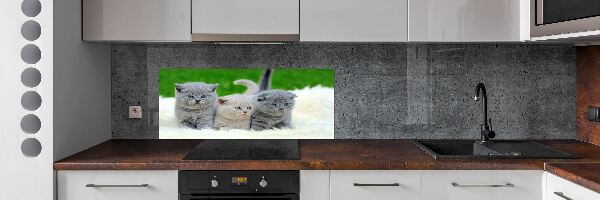 Platte für Küchenrückwand Drei Katzen auf einer Decke