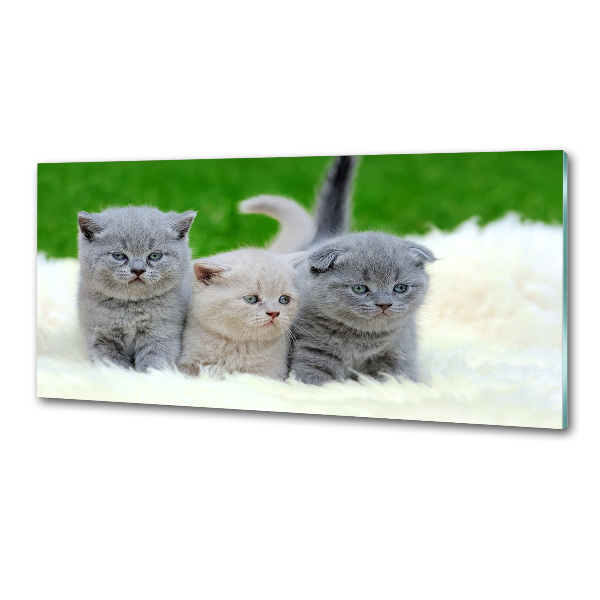 Platte für Küchenrückwand Drei Katzen auf einer Decke