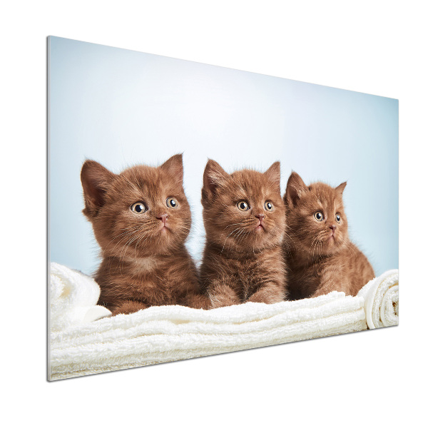 Küchen wandpaneel Kätzchen auf einem Handtuch