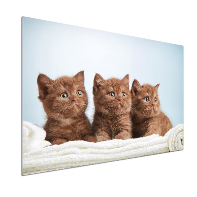 Küchen wandpaneel Kätzchen auf einem Handtuch