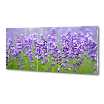 Glasrückwand für die küche Lavendel