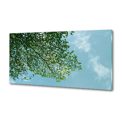 Glasrückwand für die küche Blätter am Himmel