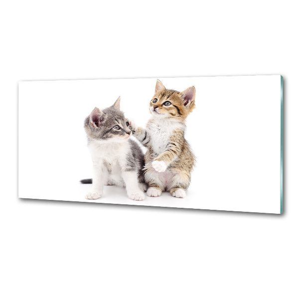 Glasrückwand für die küche Zwei kleine Katzen