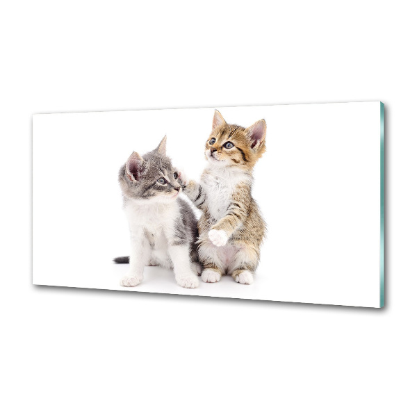 Glasrückwand für die küche Zwei kleine Katzen