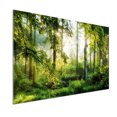 Küchen wandpaneel Morgensonne Wald