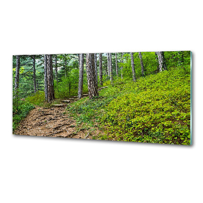 Glasrückwand für die küche Waldweg