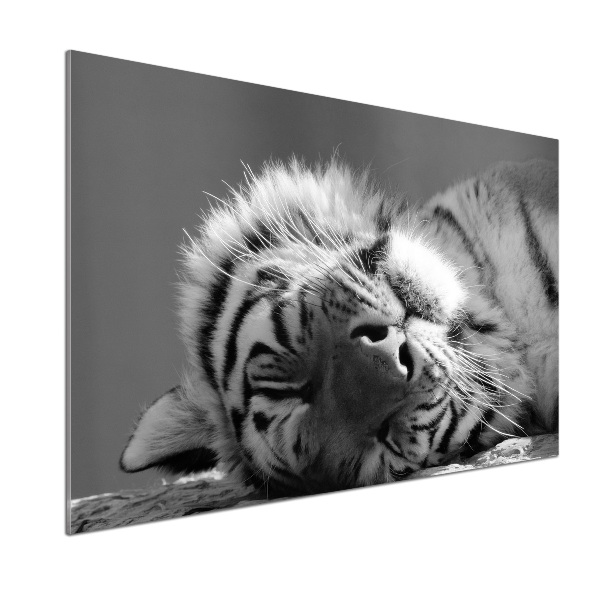 Küchen wandpaneel Schlafender Tiger