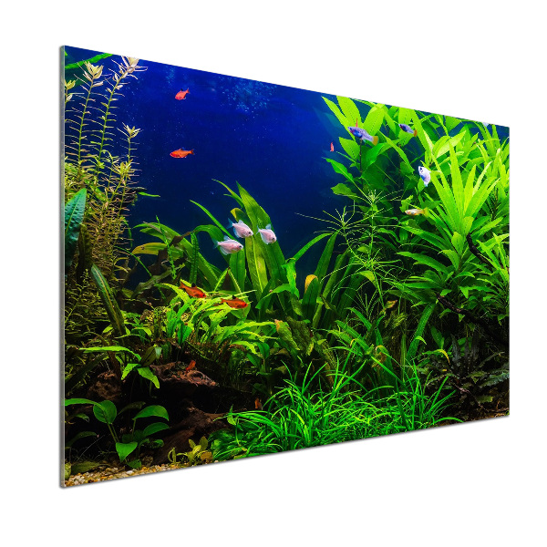 Glasrückwand für die küche Fische im Aquarium