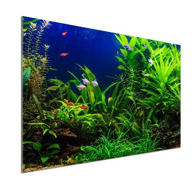 Glasrückwand für die küche Fische im Aquarium