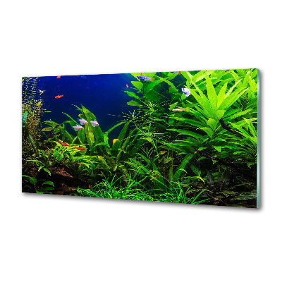 Glasrückwand für die küche Fische im Aquarium
