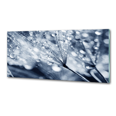 Platte für Küchenrückwand Löwenzahnsamen