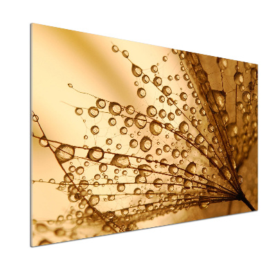 Küchen wandpaneel Löwenzahnsamen