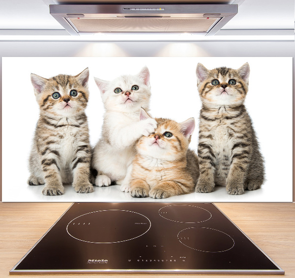 Platte für Küchenrückwand Kleine Katzen