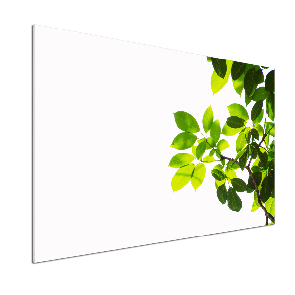 Platte für Küchenrückwand Blätter