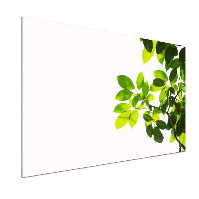 Platte für Küchenrückwand Blätter