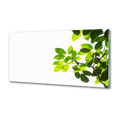 Platte für Küchenrückwand Blätter