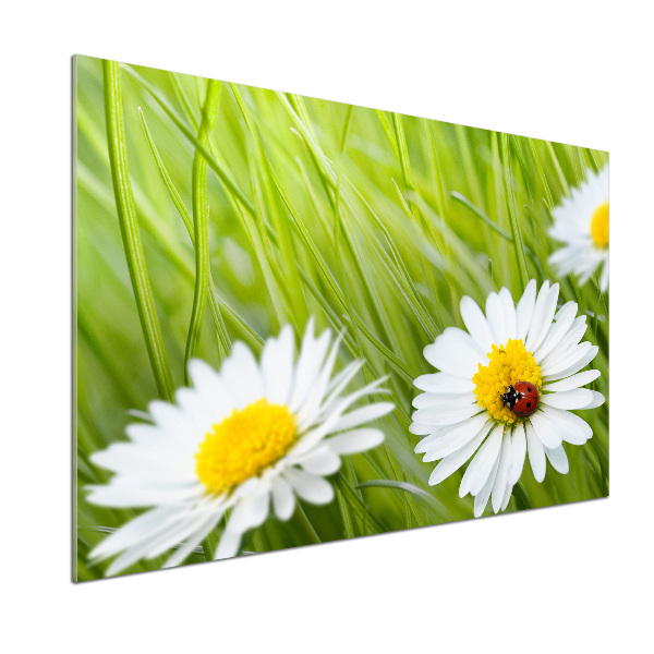 Küchen wandpaneel Gänseblümchen