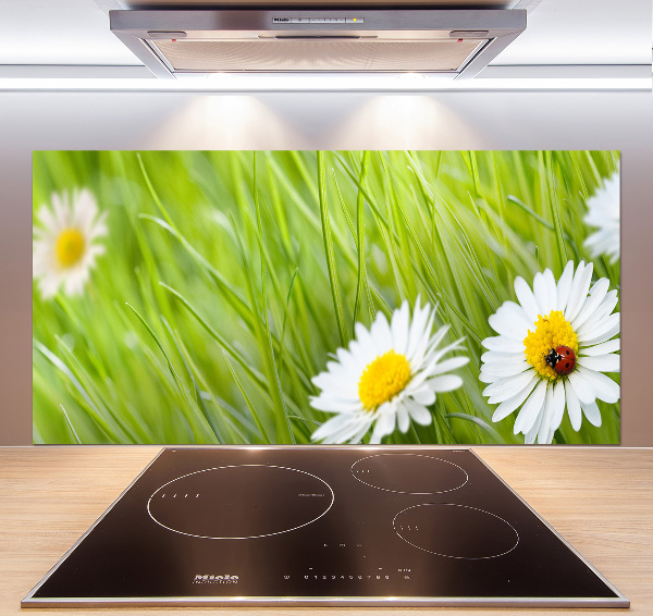 Küchen wandpaneel Gänseblümchen