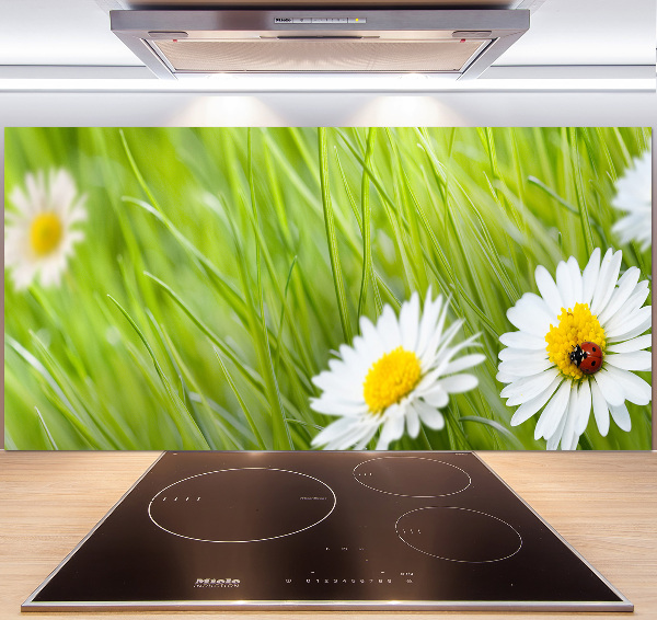 Küchen wandpaneel Gänseblümchen